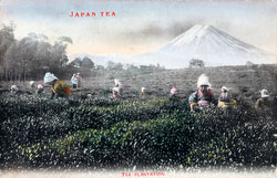 71203-0009 - Picking Tea