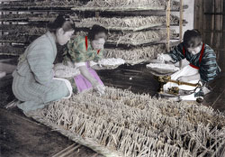 100914-0011 - Spreading Silkworms