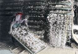 100914-0012 - Inspecting Silkworms