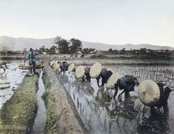 101105-0021 - Planting Rice
