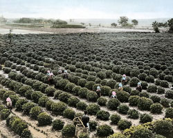 120207-0200-PP - Tea Plantation