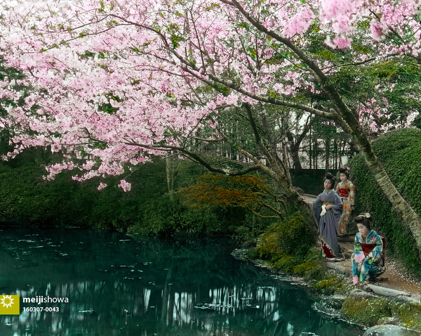 160307-0043 - Maiko Admiring Cherry Blossom