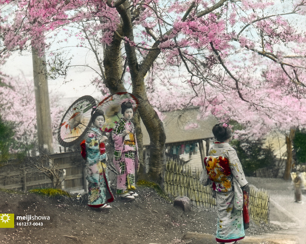 161217-0043 - Nogeyama Cherry Blossom