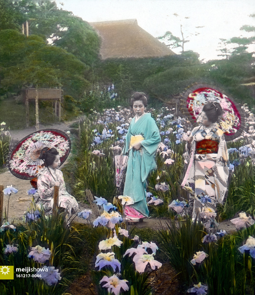 161217-0046 - Iris Flowers at Horikiri