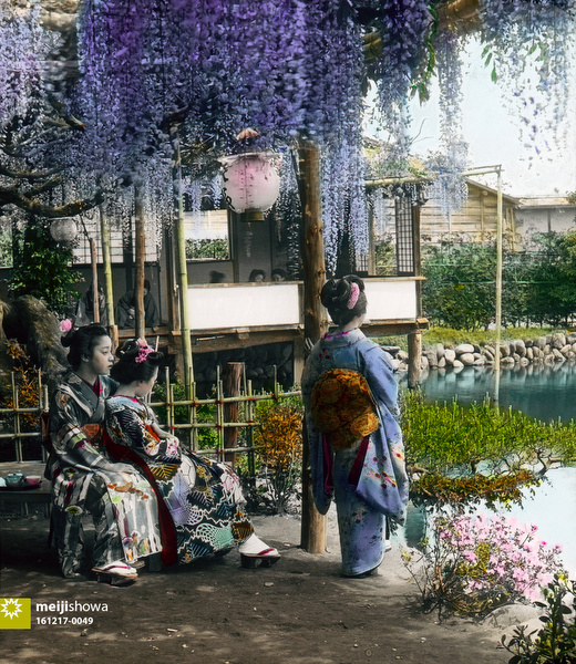 161217-0049 - Japanese Wisteria Garden